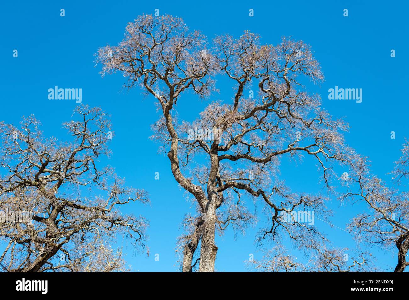 Photo à angle bas de branches d'arbres contre un ciel bleu clair sur le terrain de V. Sattui Winery à St Helena, Californie, le 6 février 2021. () Banque D'Images
