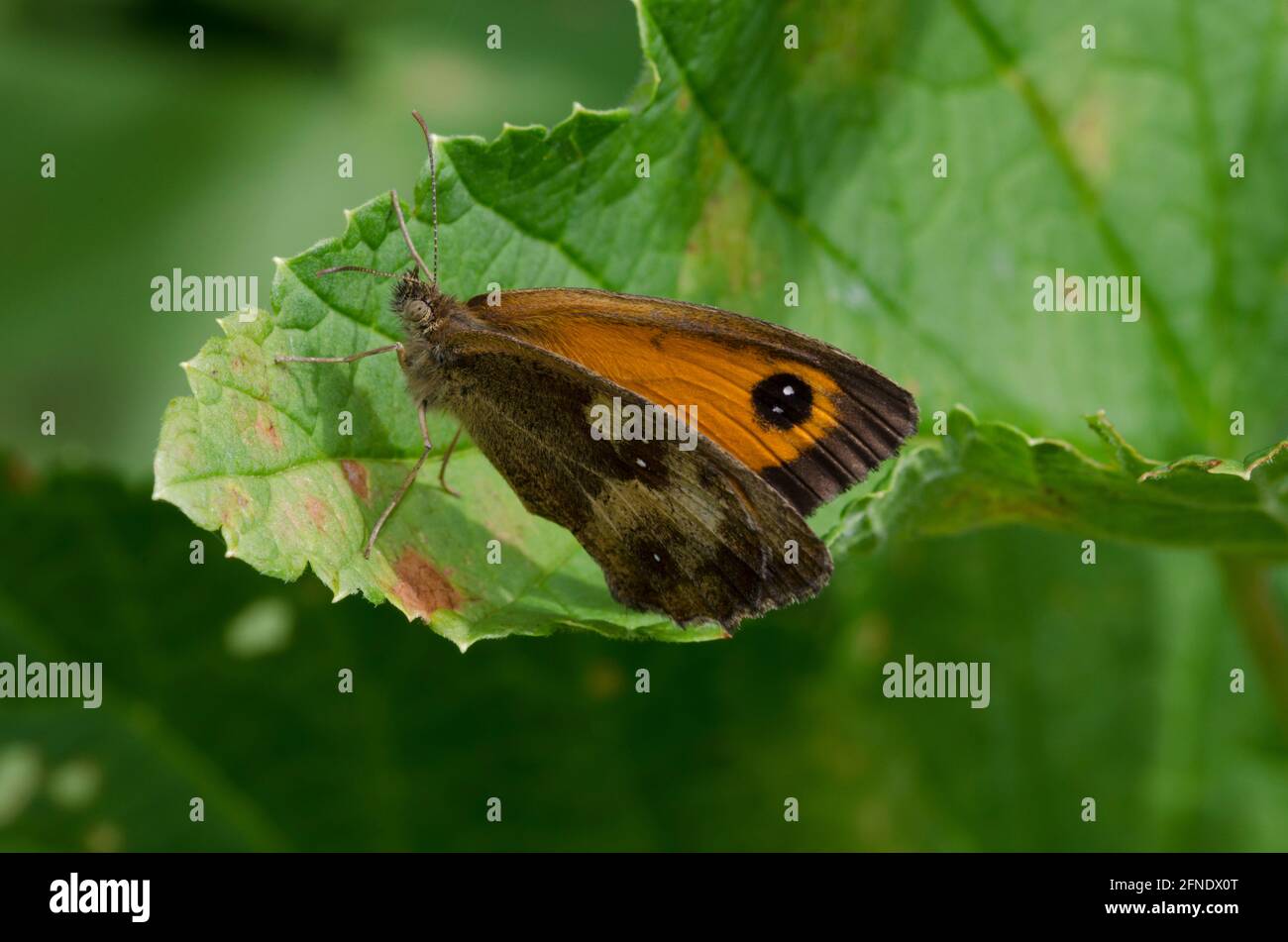 Papillon Gatekeeper Banque D'Images