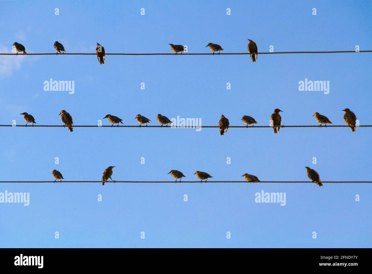 Un troupeau d'oiseaux noirs assis sur des fils semblables à des notes musicales contre un ciel bleu sans nuages. Banque D'Images