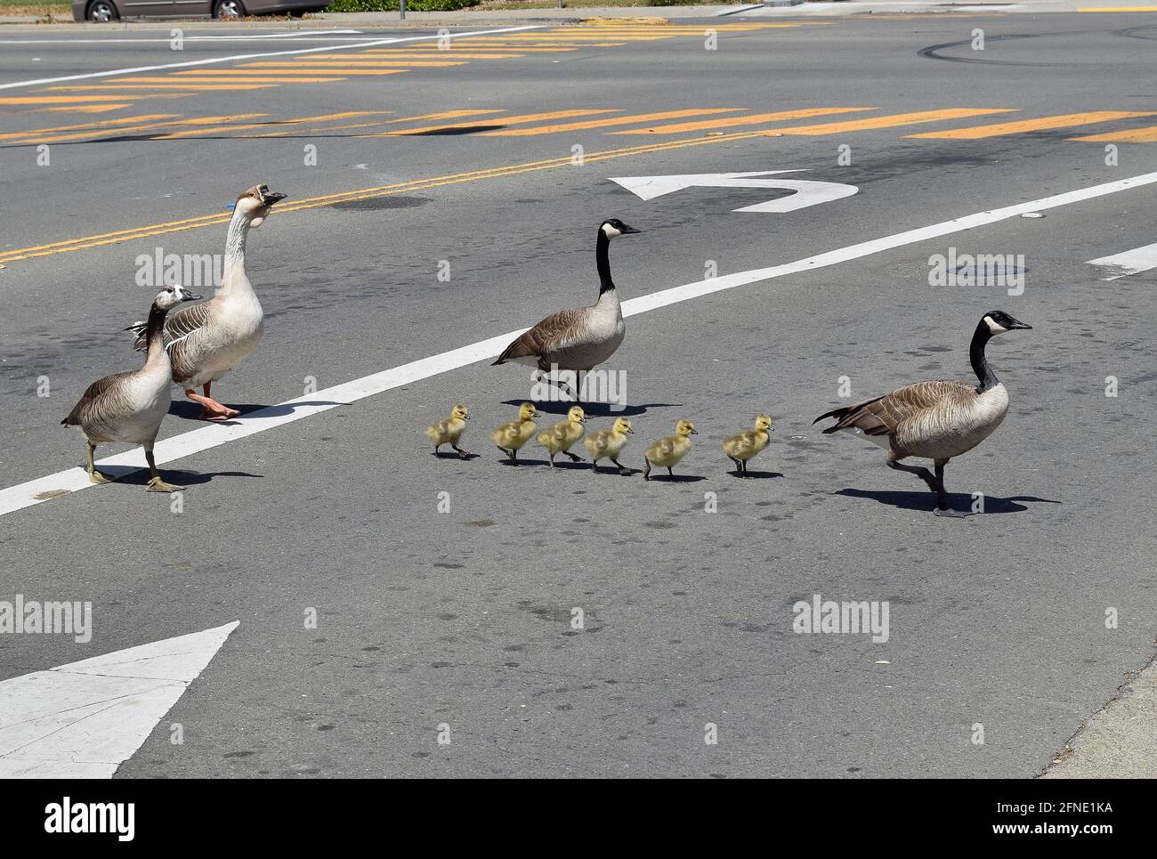 Oies et oisons traversant une rue à Union City, en Californie Banque D'Images