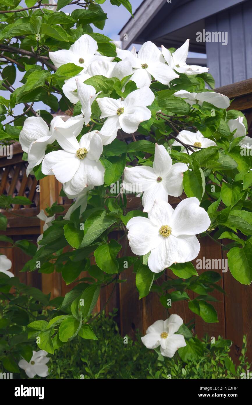 Une branche d'un arbre en bois de Cornouailles à fleurs (Cornus) Banque D'Images