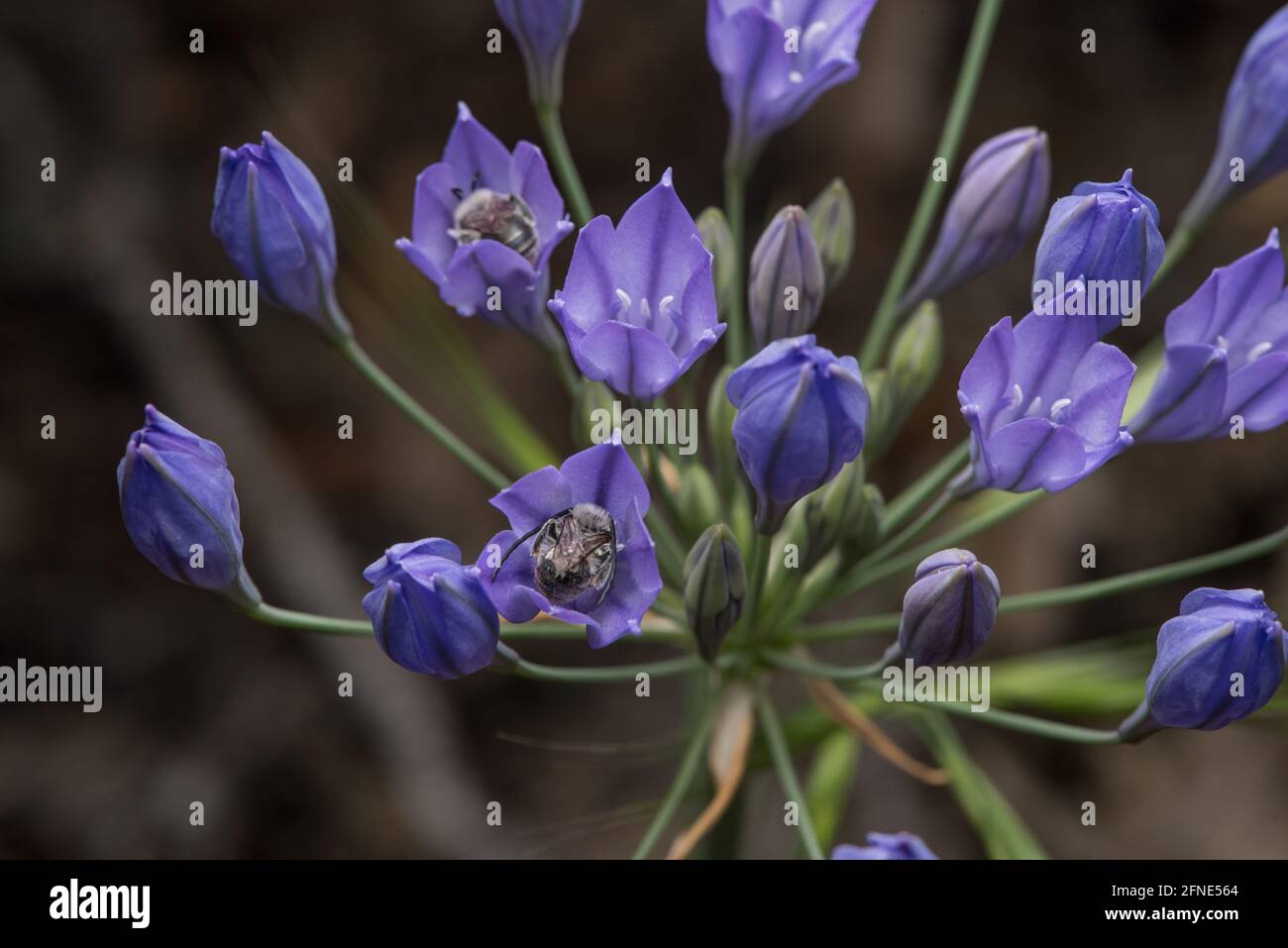 Monk à poil blanc les abeilles à poil long (Eucera frater) dans les fleurs sauvages d'Ithuriel (Triteleia laxa) une plante à fleurs indigènes commune de Californie. Banque D'Images