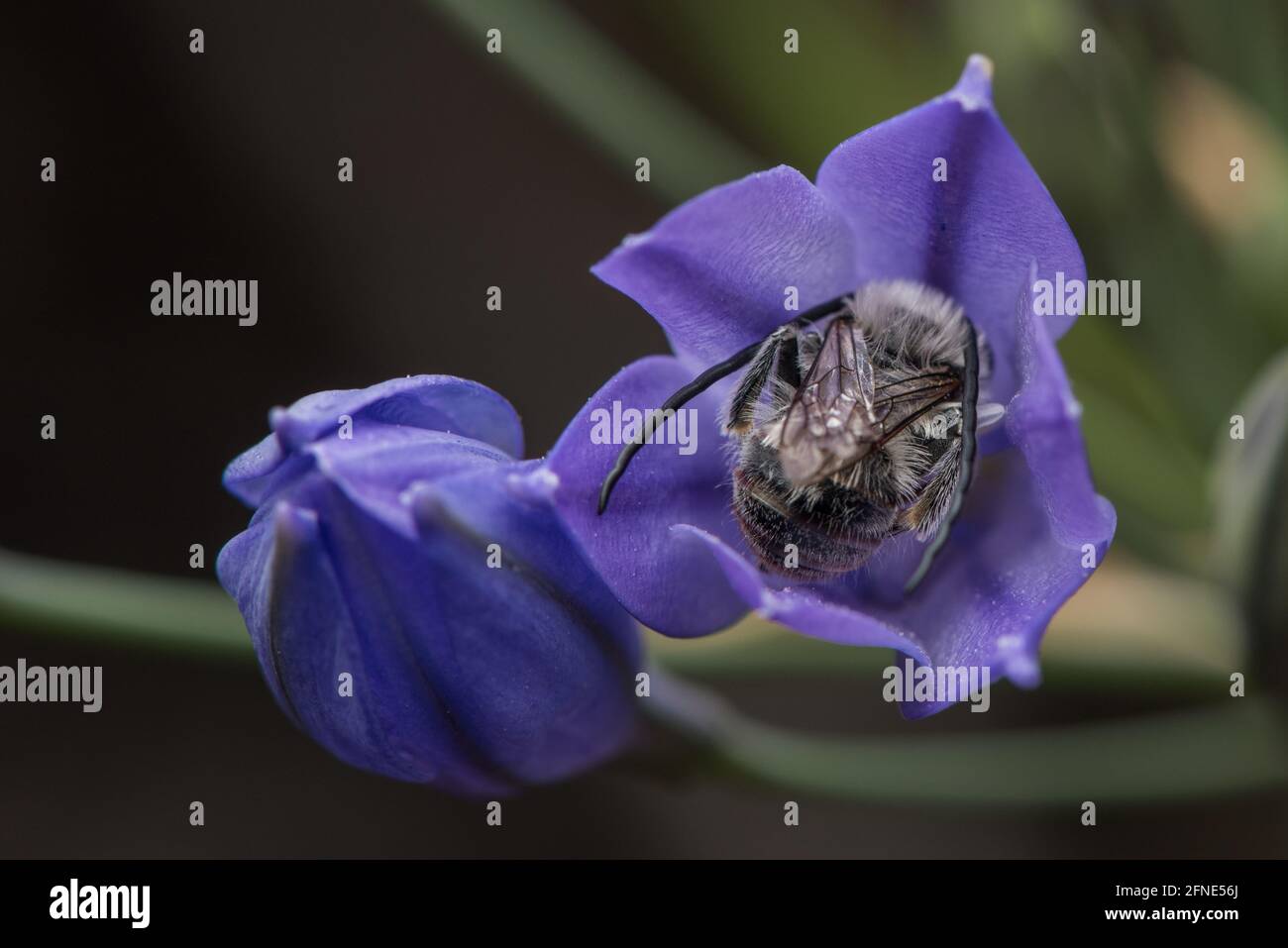 Monk à poil blanc les abeilles à poil long (Eucera frater) dans les fleurs sauvages d'Ithuriel (Triteleia laxa) une plante à fleurs indigènes commune de Californie. Banque D'Images