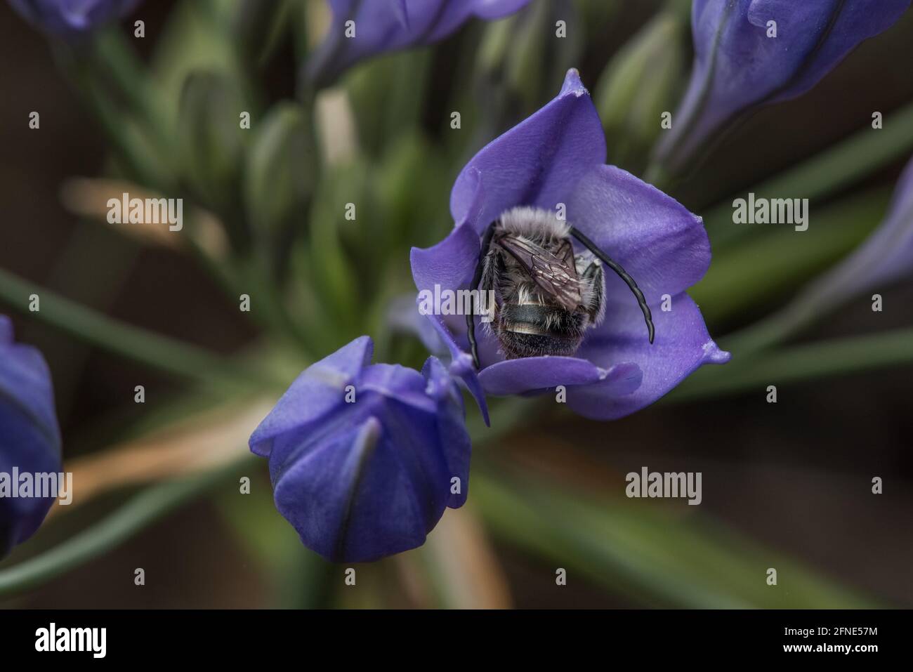 Monk à poil blanc les abeilles à poil long (Eucera frater) dans les fleurs sauvages d'Ithuriel (Triteleia laxa) une plante à fleurs indigènes commune de Californie. Banque D'Images