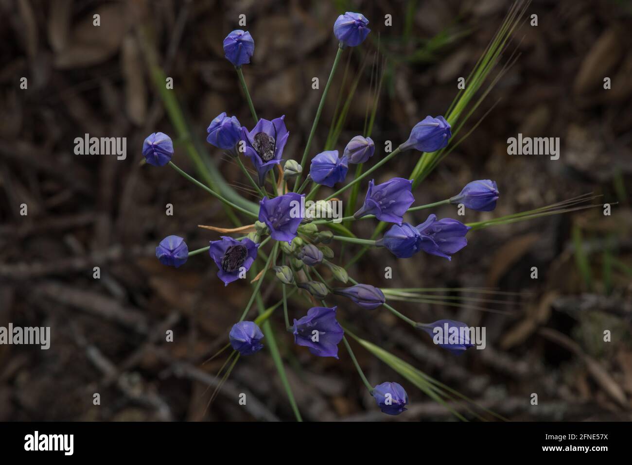 La fleur de prunice d'Ithuriel (Triteleia laxa) comme on l'a vu d'en haut, deux abeilles longhorn dormantes (Eucera sp) se trouvent dans les fleurs. De la Californie. Banque D'Images