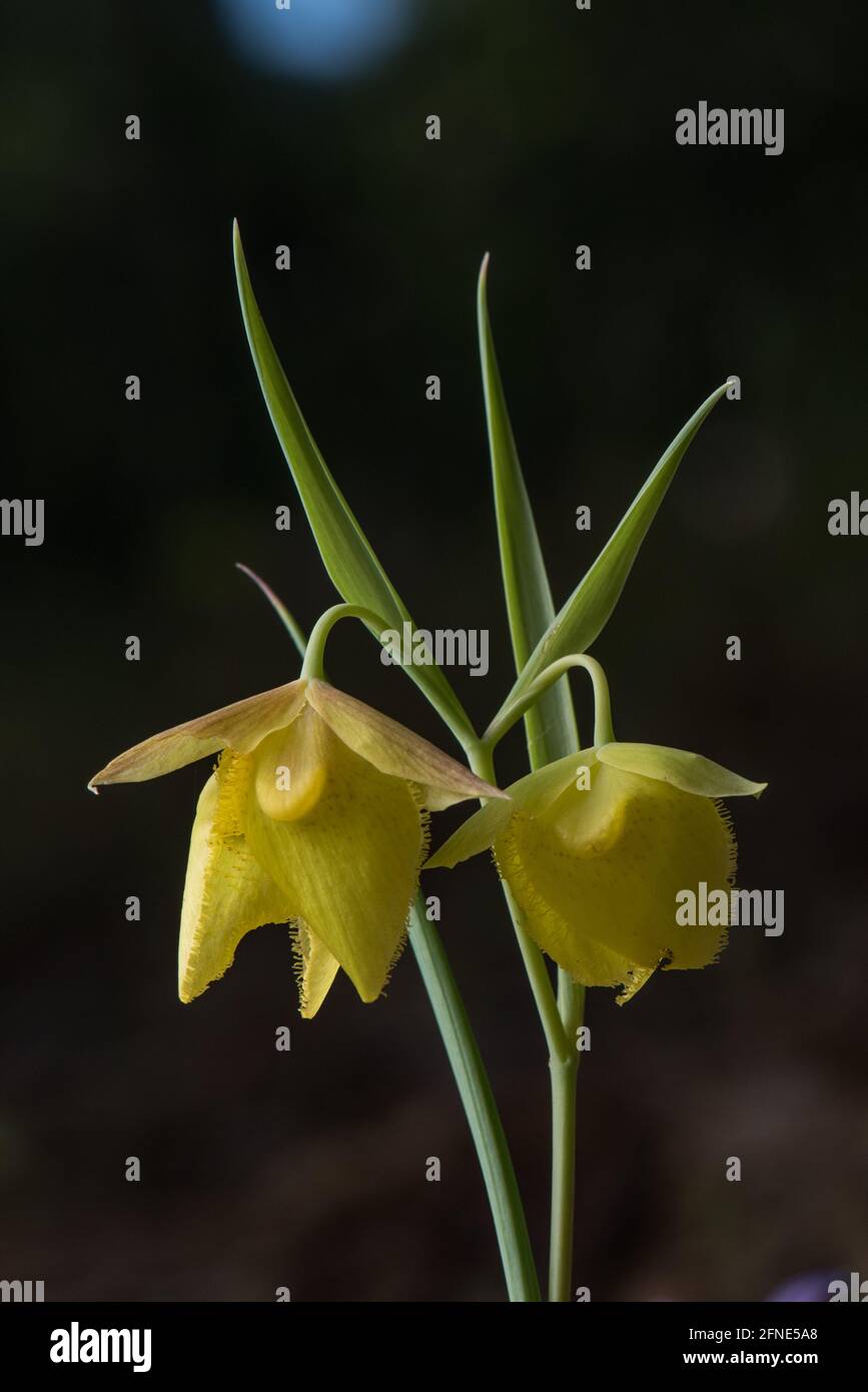 Mt. Lanterne de fée Diablo (Calochortus pulchellus) une fleur sauvage de nénuphars endémique à une petite partie de la baie de San Francisco en Californie. Banque D'Images