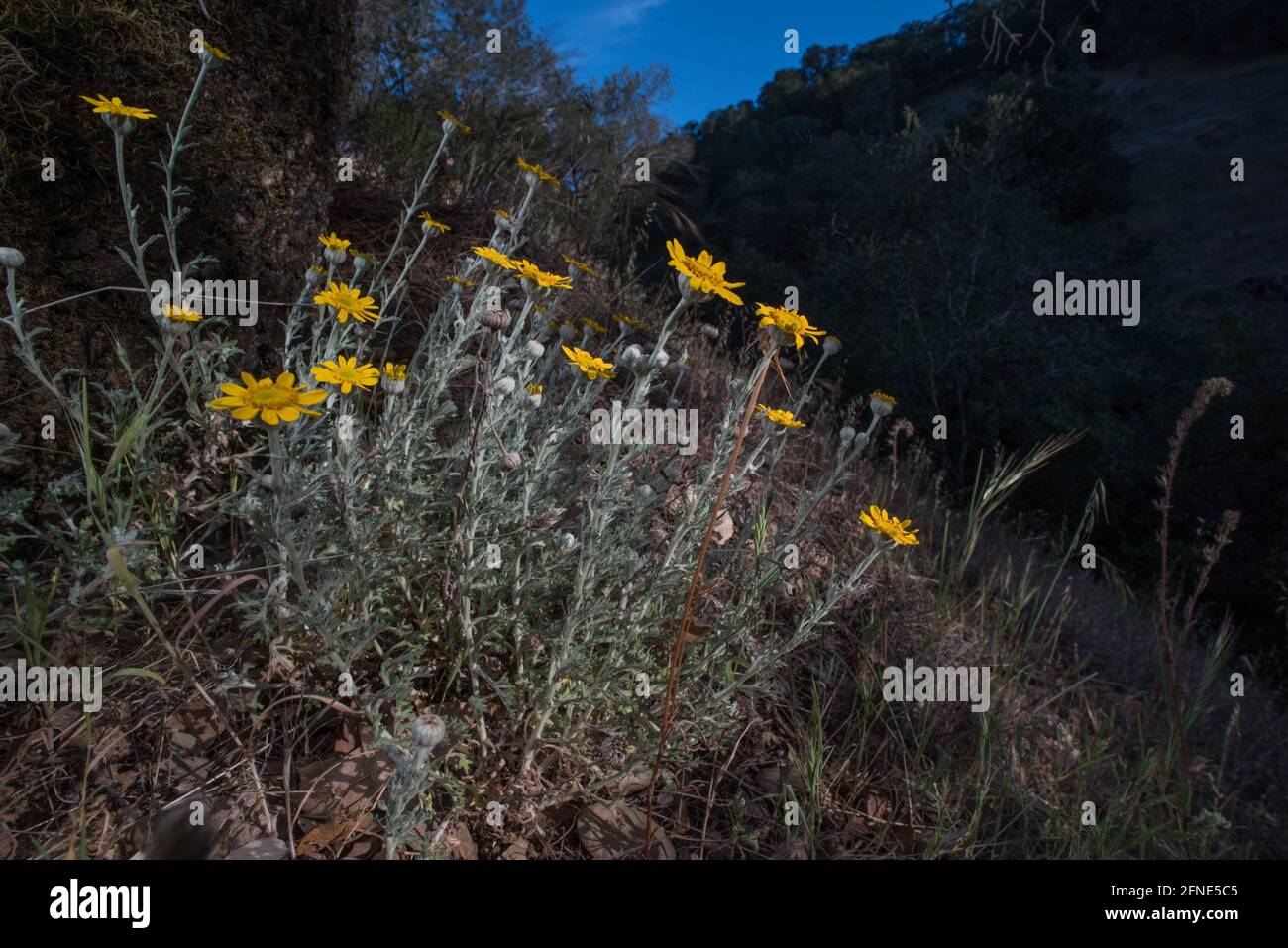 Fleur de soleil de Wooly commune (Eriophyllum lanatum) qui fleurit dans la baie de San Francisco, en Californie, aux États-Unis. Banque D'Images