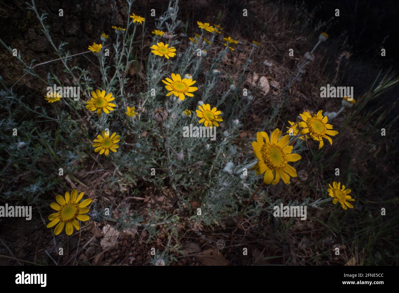 Fleur de soleil de Wooly commune (Eriophyllum lanatum) qui fleurit dans la baie de San Francisco, en Californie, aux États-Unis. Banque D'Images