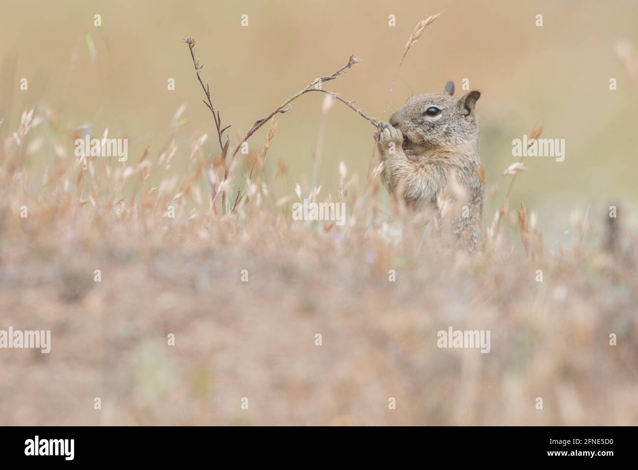 Un écureuil de Californie (Otospermophilus beecheyi) mangeant une tige de plante sèche dans les prairies arides de californie. Banque D'Images