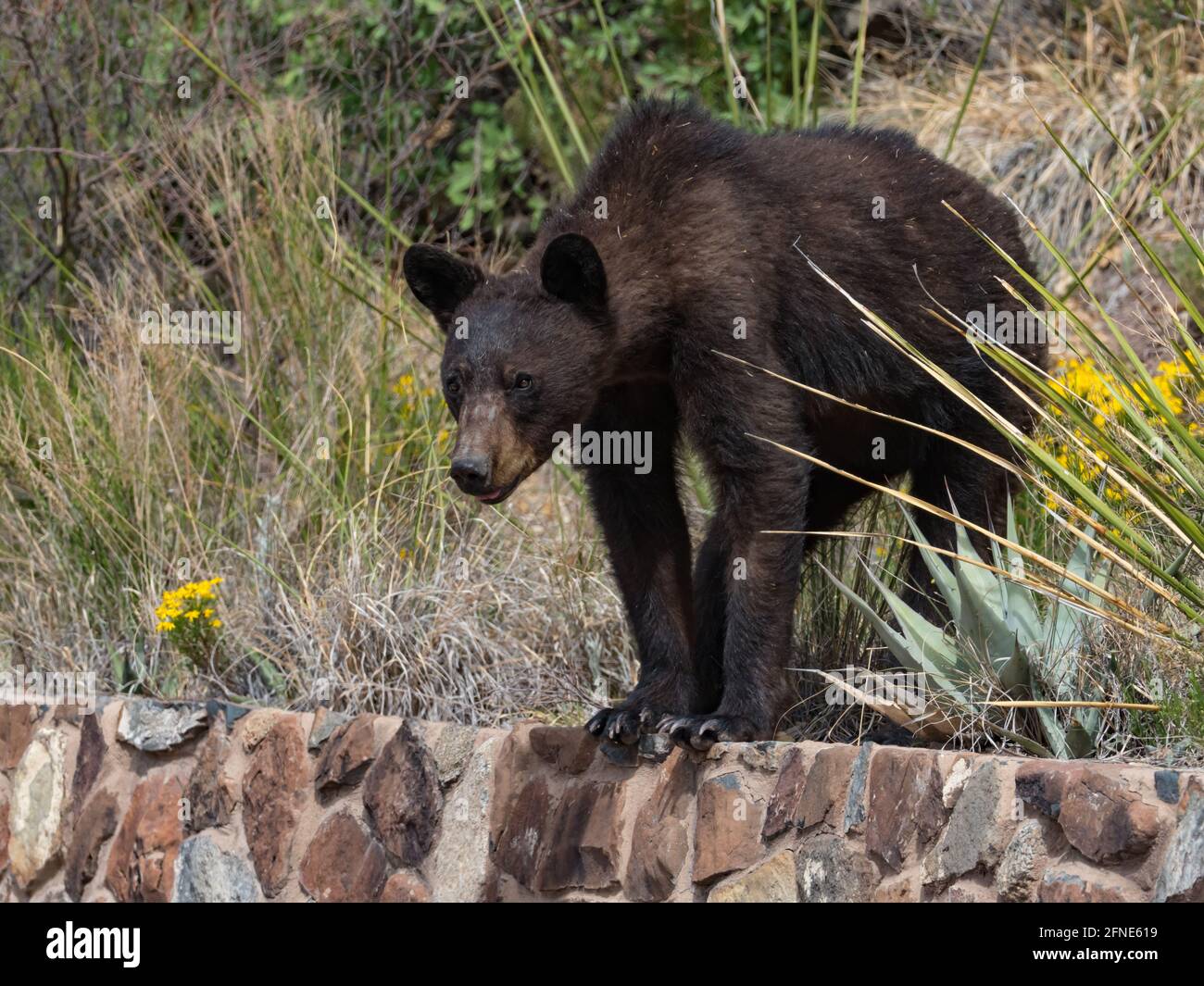 American Black Bear, Ursus americanus, avec 2 petits dans la zone de l'hôtel de Chisos Basin, parc national de Big Bend, Texas, Etats-Unis Banque D'Images