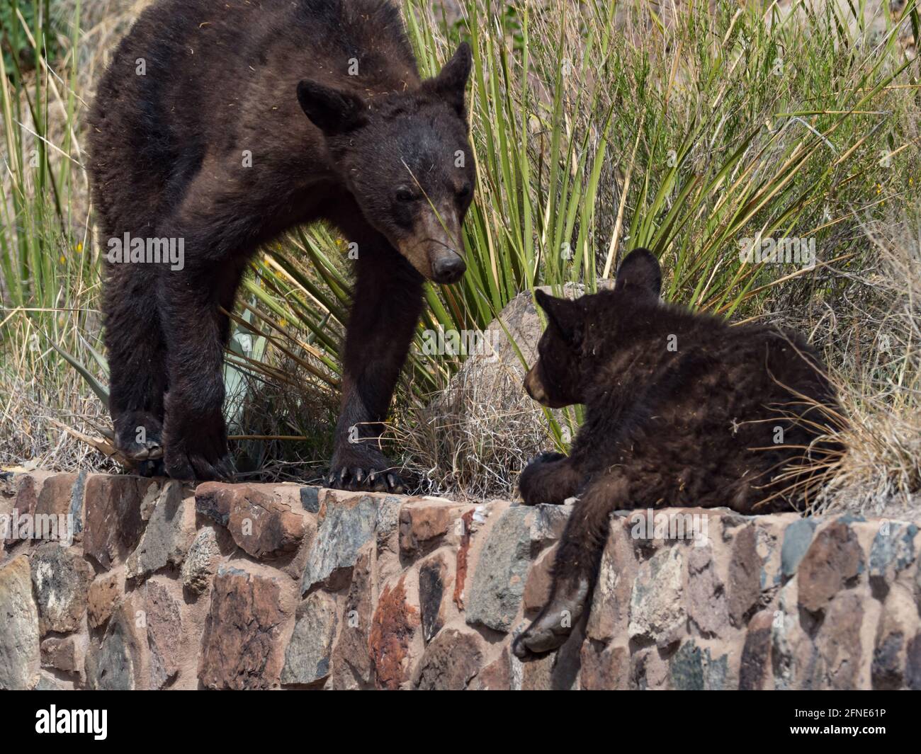 American Black Bear, Ursus americanus, avec 2 petits dans la zone de l'hôtel de Chisos Basin, parc national de Big Bend, Texas, Etats-Unis Banque D'Images
