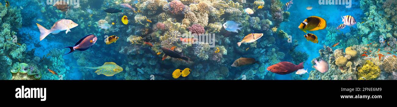 Poissons tropicaux sous-marins colorés au récif corallien de la mer Rouge - butterflyfish bleu, Pale damsel, ségéant, desjardin voilier tangfish ou Zebrasoma desjardinii Banque D'Images