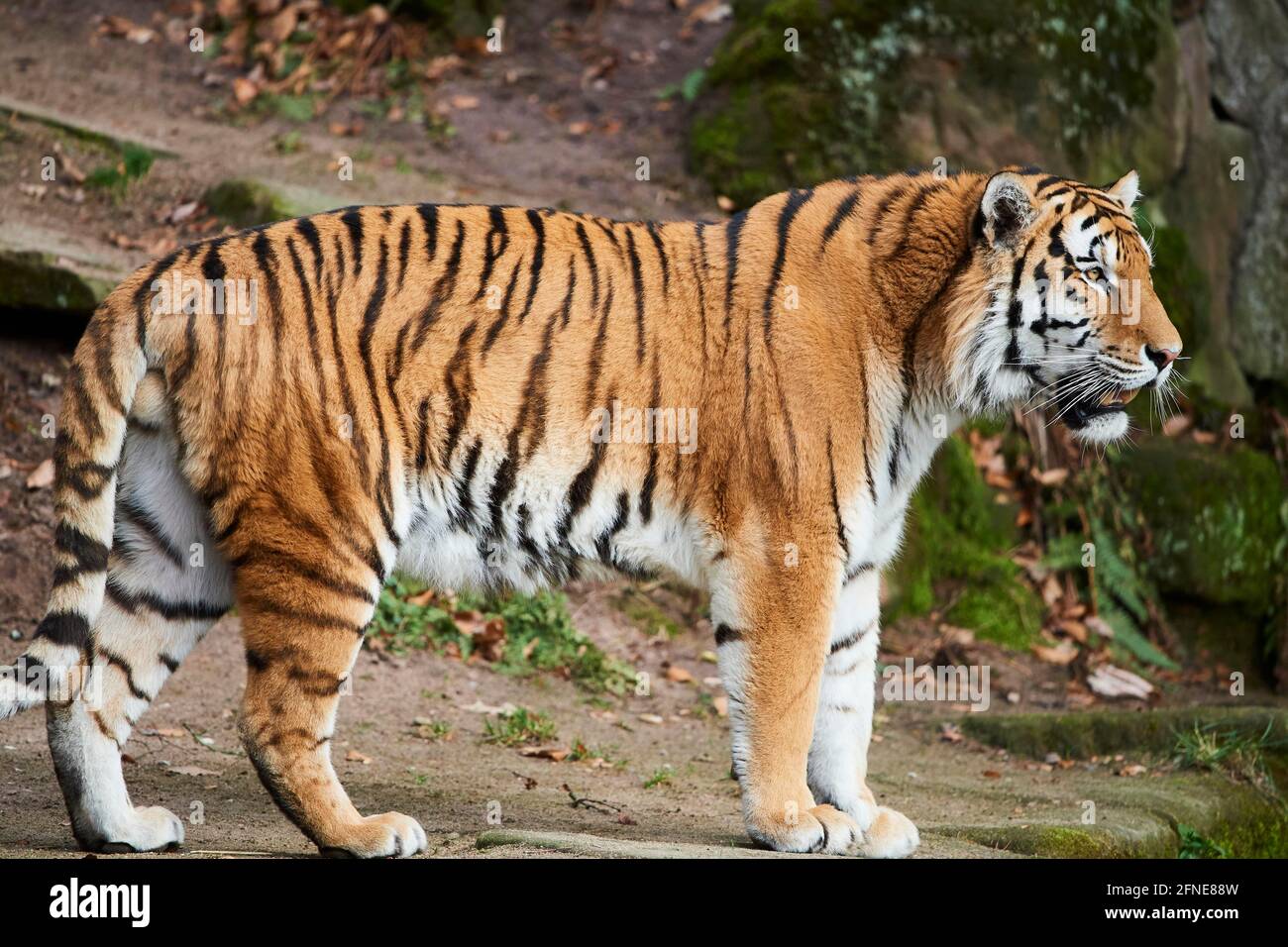 Tigre de Sibérie (Panthera tigris tigris), Bavière, Allemagne Banque D'Images