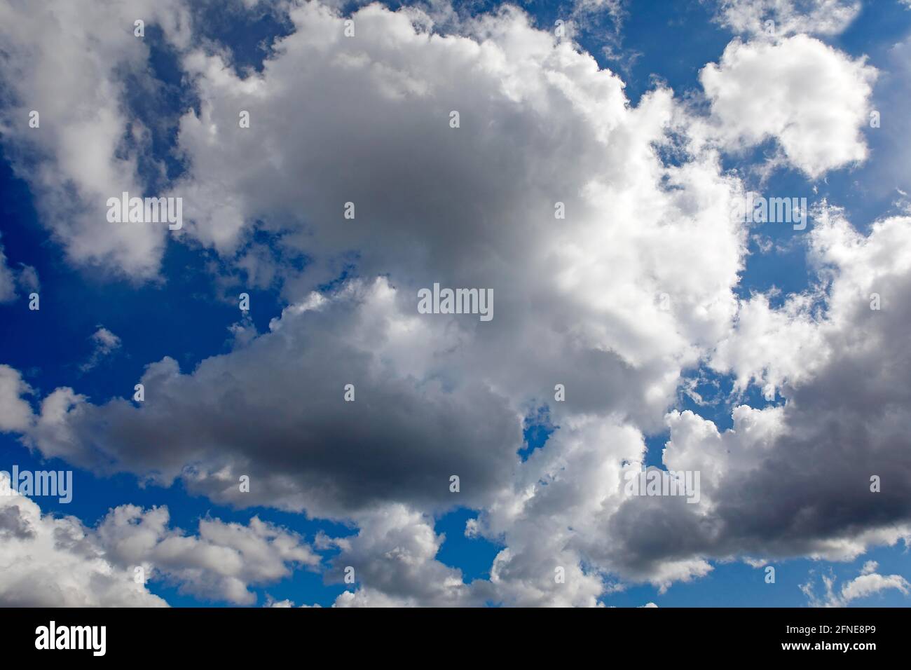 Nuages de cumulus dans le ciel bleu, nuages de cumulus, nuages de source, Schleswig-Holstein, Allemagne Banque D'Images