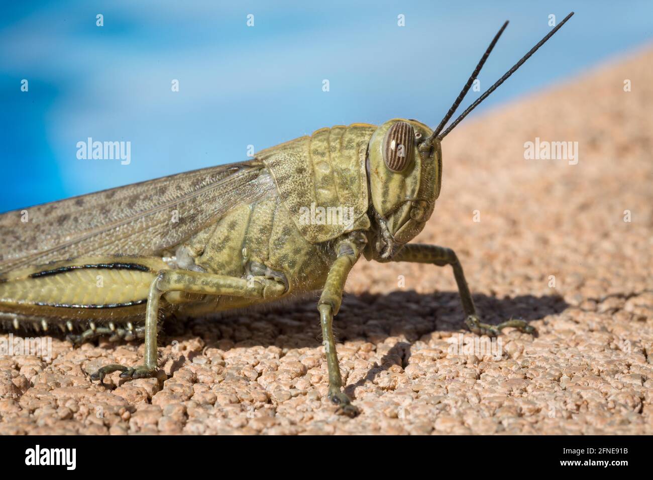 Sauterelle aiglé (Oedipoda caerulescens), portrait, Majorque, Espagne Banque D'Images