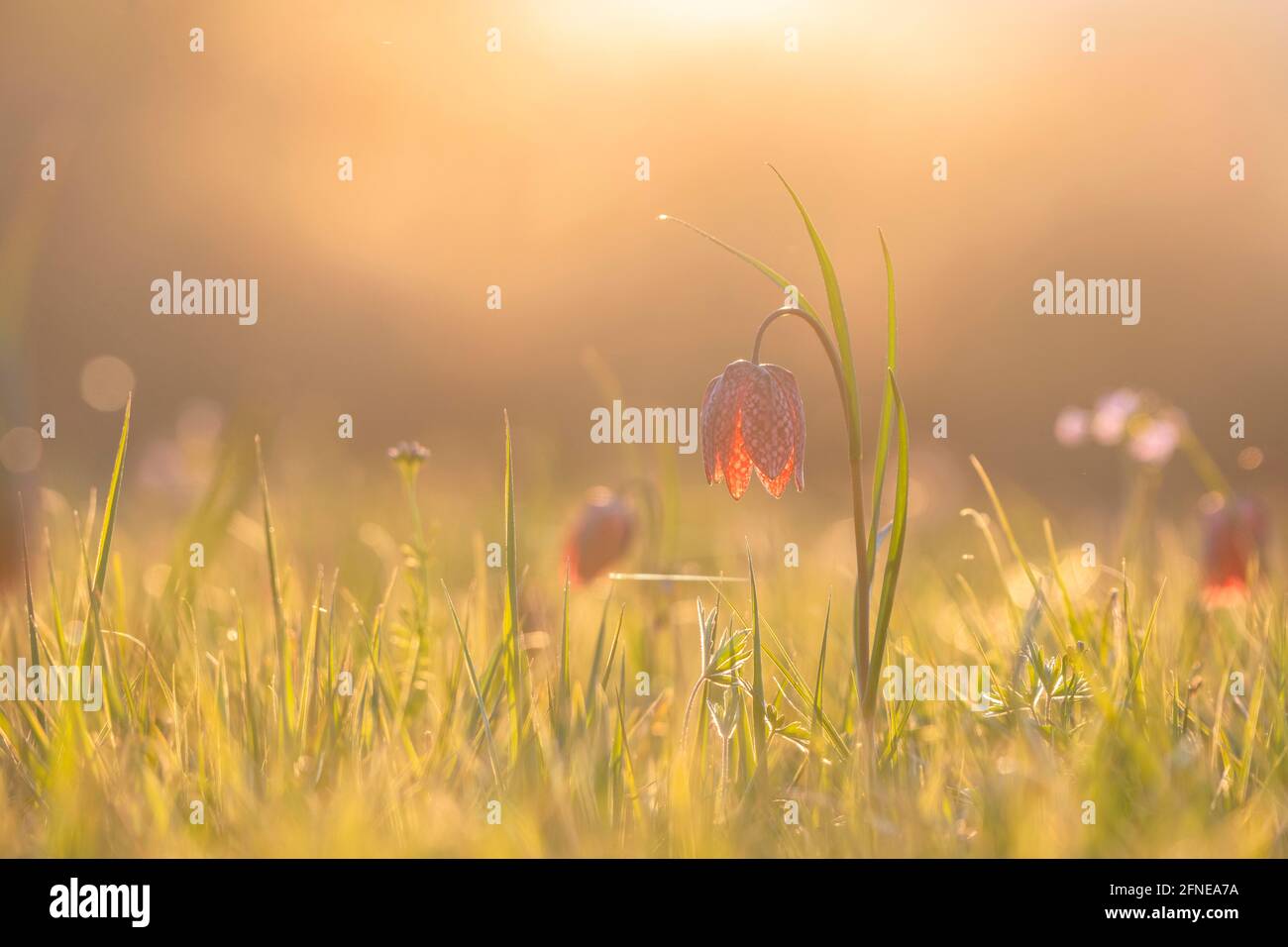 Fleur d'échecs, également appelée fleur de damier (Fritilaria meleagris) dans un pré humide, coucher de soleil, Parc naturel de Doubs, les Brenets, Canton Banque D'Images