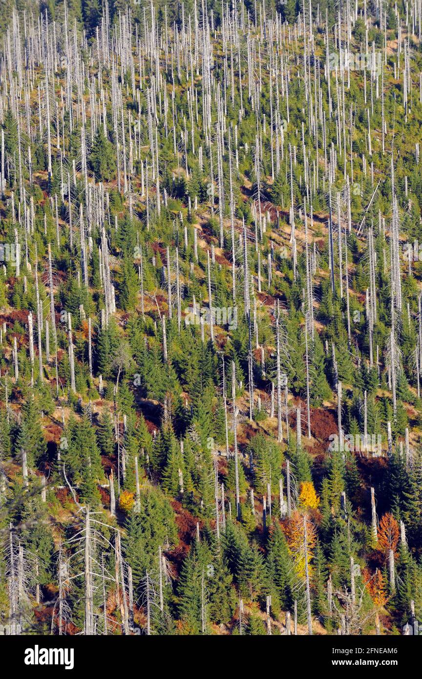 Lusen, 1373 mètres, forêt morte et nouvelle sur une montagne voisine, octobre, parc national de la forêt bavaroise, Bavière, Allemagne Banque D'Images