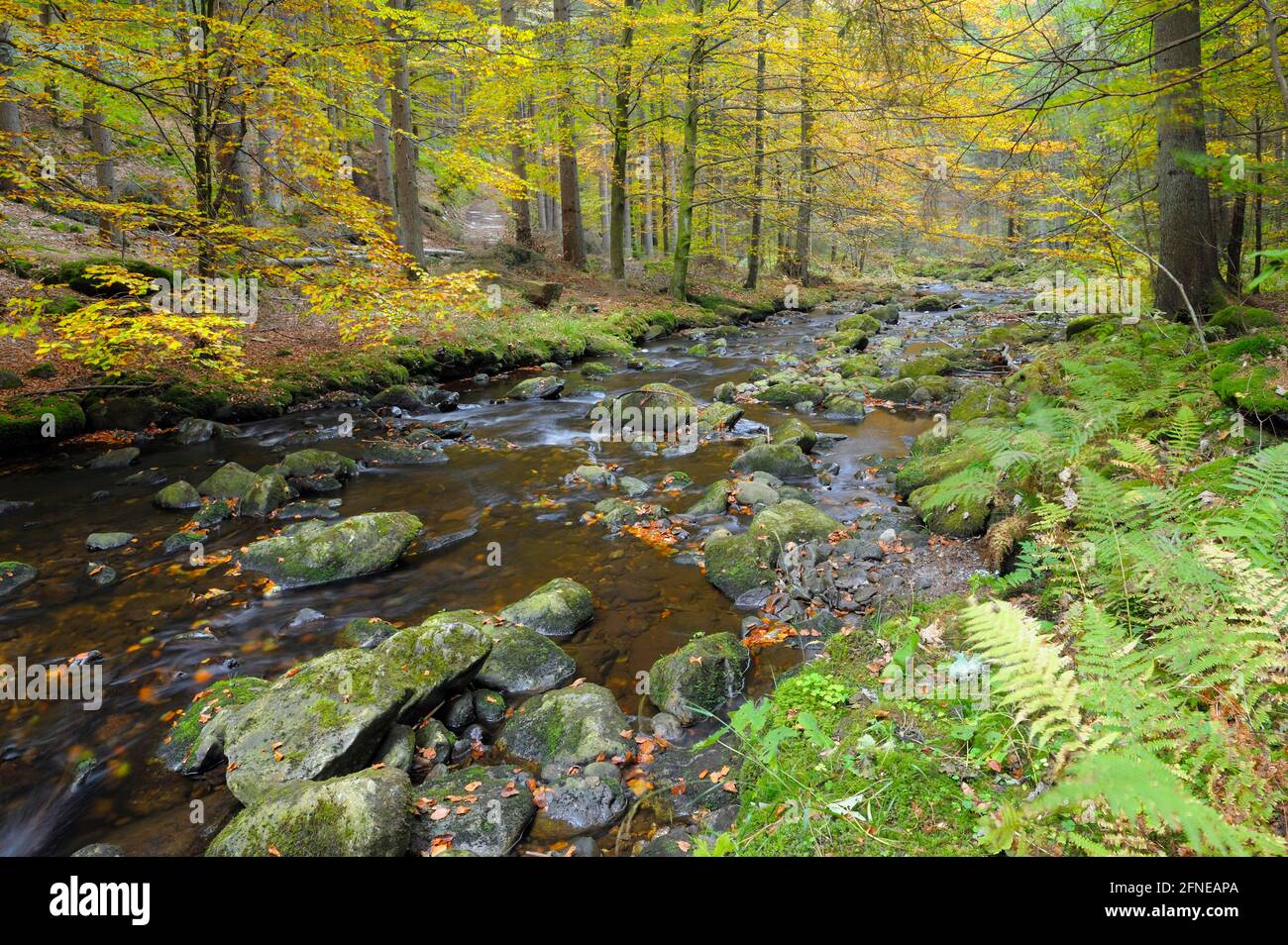 Gorge de pierre en automne, grosse Ohe, octobre, Spiegelau, parc national de la forêt bavaroise, Bavière, Allemagne Banque D'Images