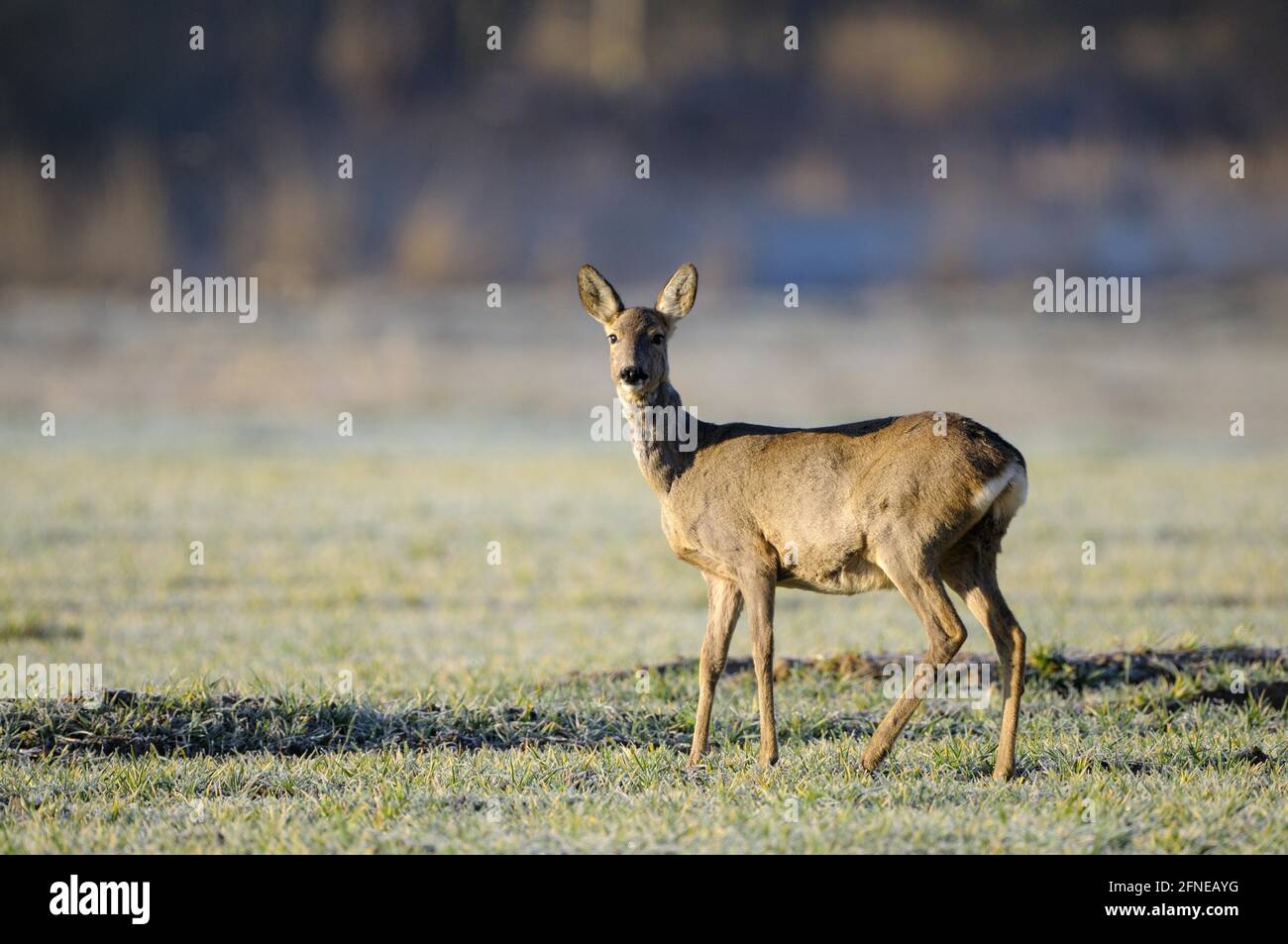 Cerf de Virginie, doe, matin, avril, Gross Quassow, Mecklembourg-Poméranie occidentale, Allemagne Banque D'Images