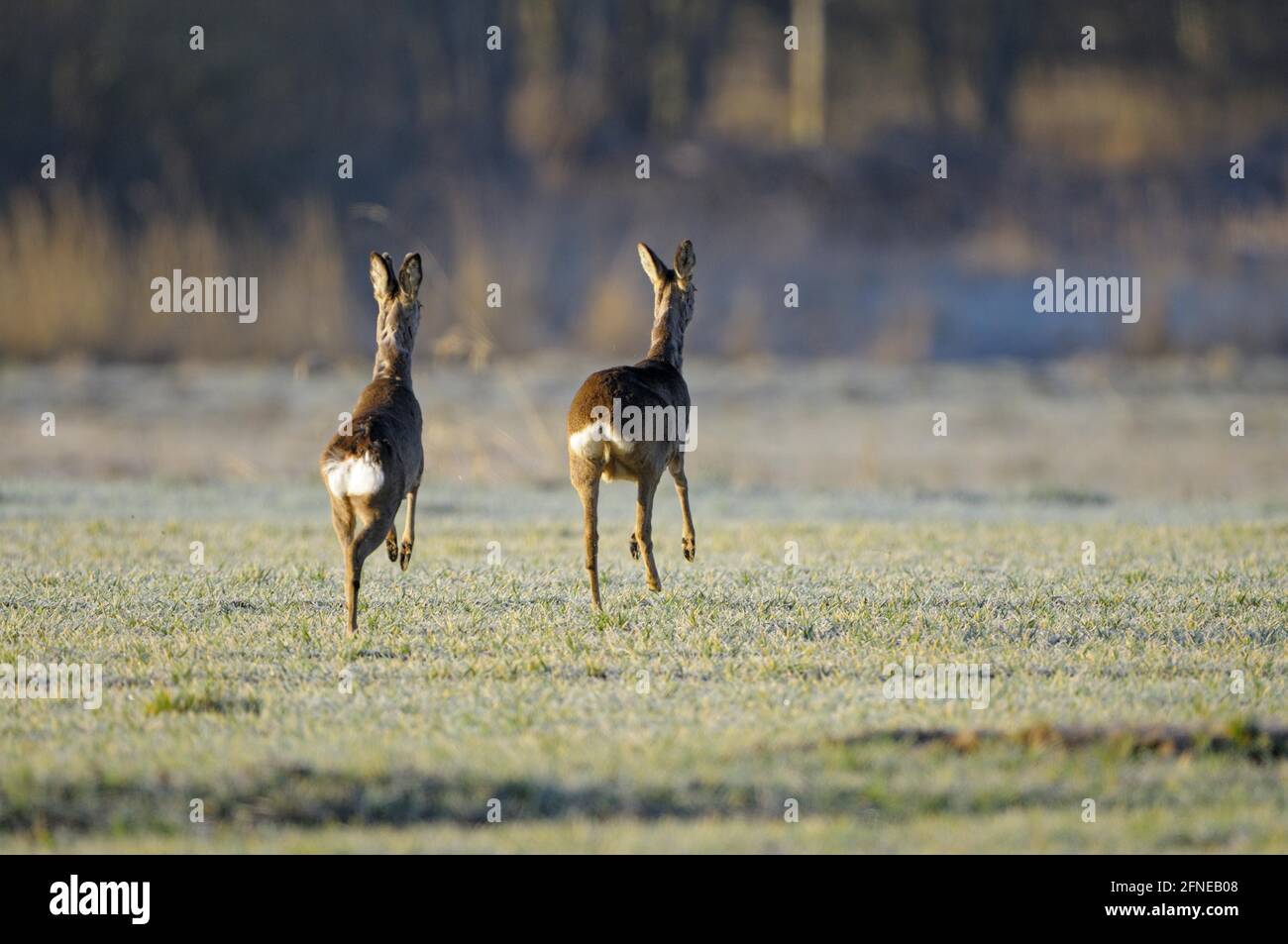 Cerf de Virginie, roebuck et doe sur la course, matin, avril, Gross Quassow, Mecklembourg-Poméranie-Occidentale, Allemagne Banque D'Images