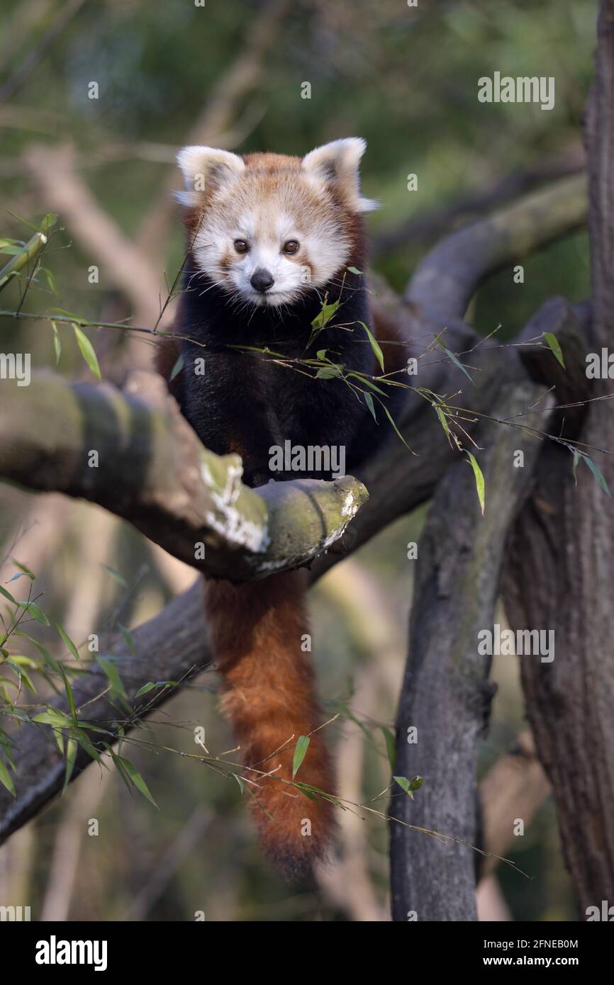 Petit Panda, Chine Banque D'Images