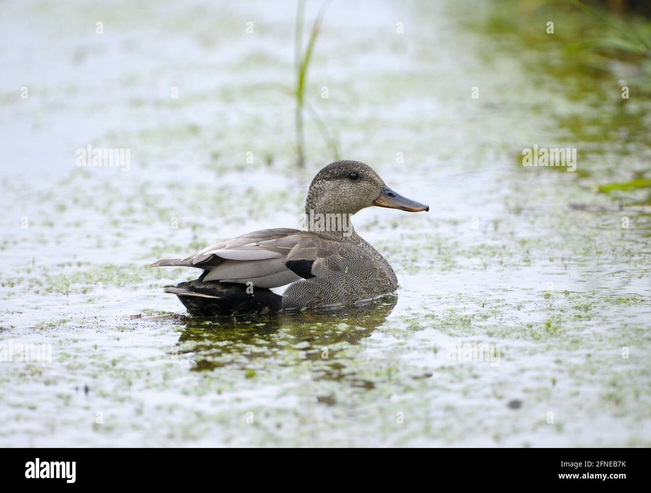Gadwall, drake en transition de la robe d'accouplement à la robe de repos, May, Gelderland, pays-Bas Banque D'Images