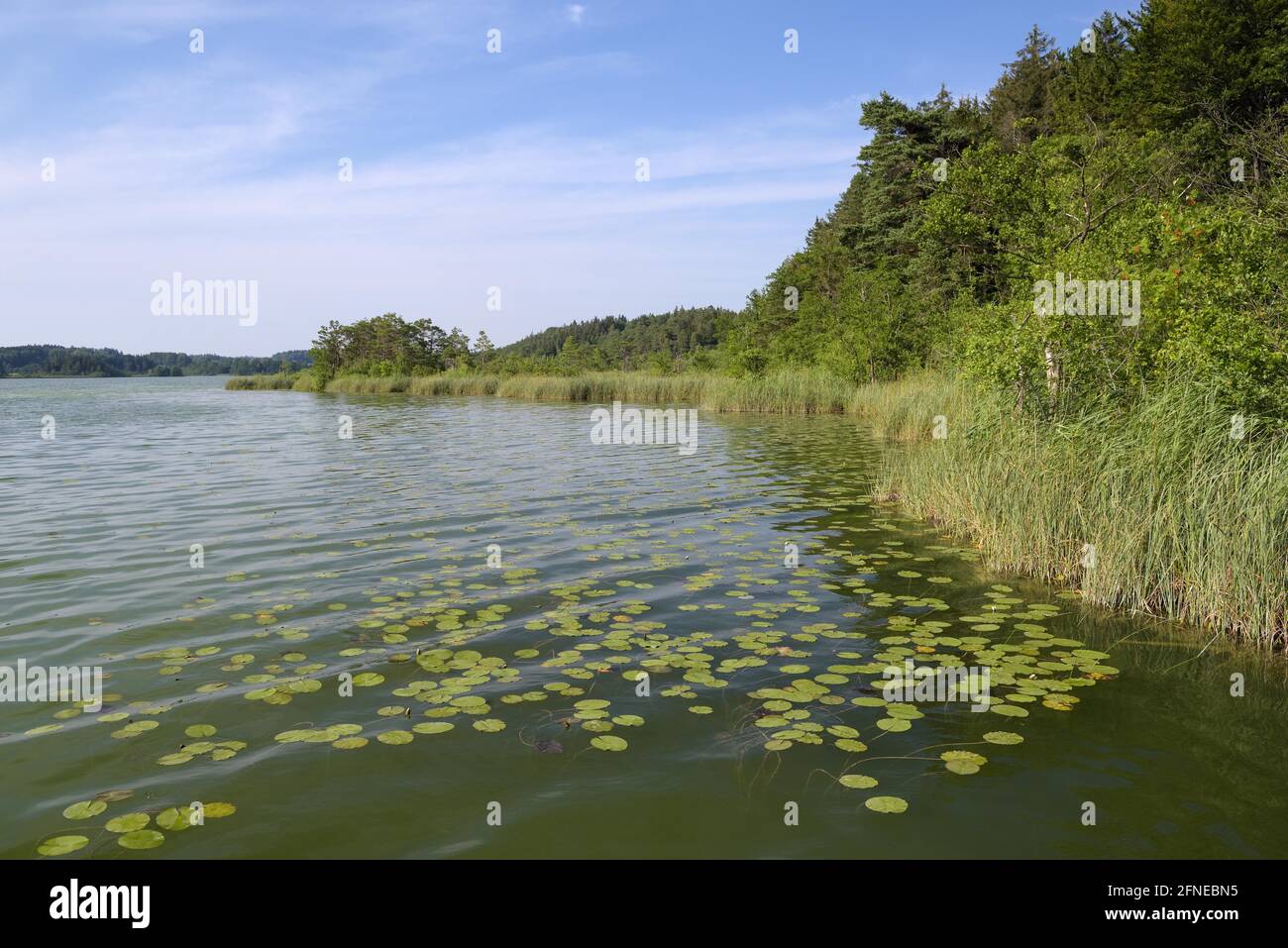 Hartssee, zone côtière avec roseaux et nénuphars, Eggstaett-Hemhofer-Seenplatte, juillet, Eggstaett, Chiemgau, Bavière, Allemagne Banque D'Images