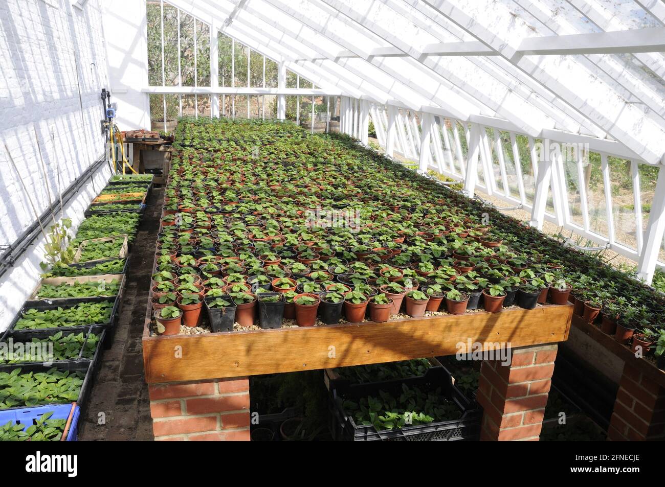 Boutures de plantes de couchage dans une grande serre victorienne traditionnelle, Angleterre, Royaume-Uni Banque D'Images