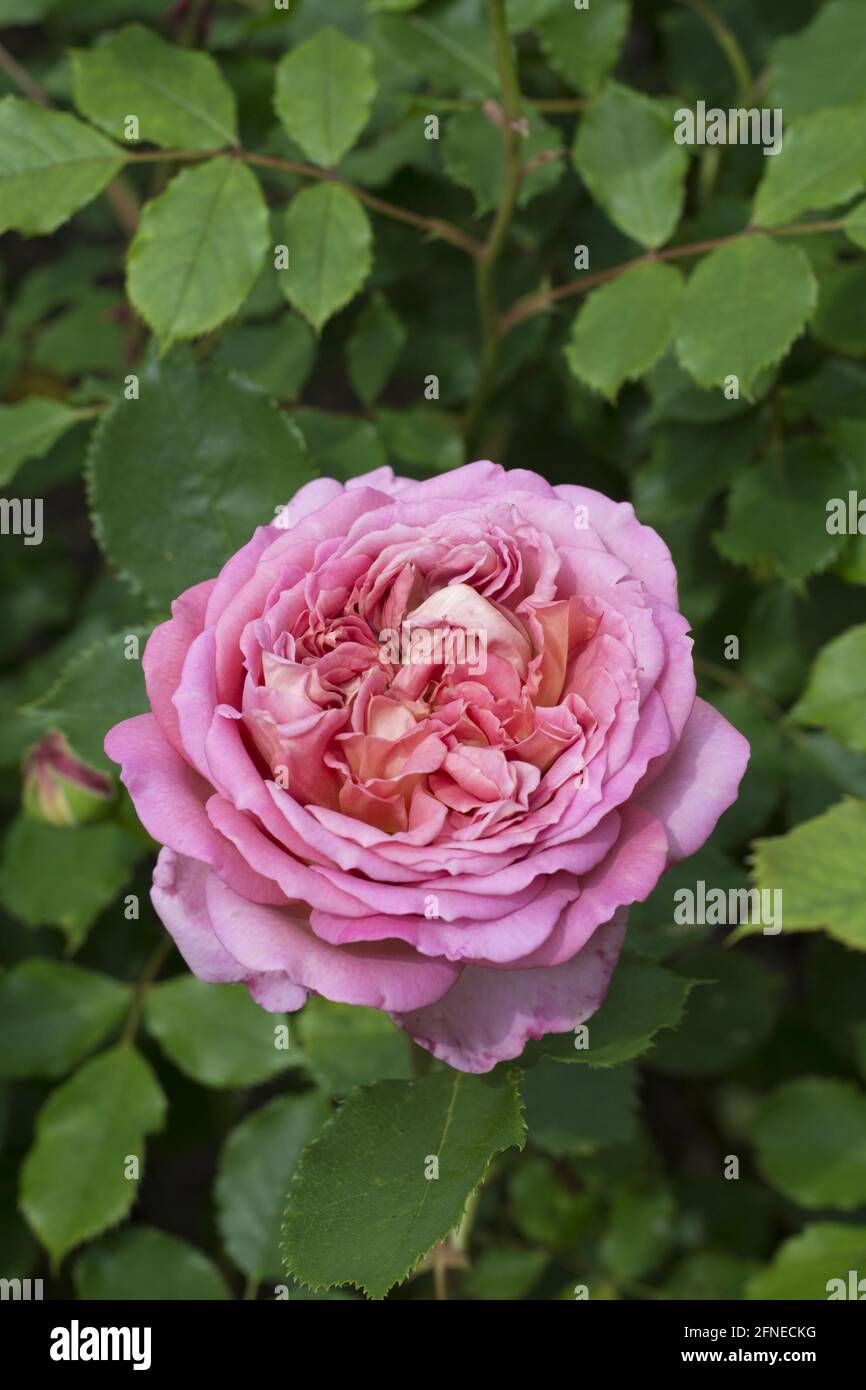 Jubilee Celebration, English Rose, produit par David Austin, arbuste rose Banque D'Images