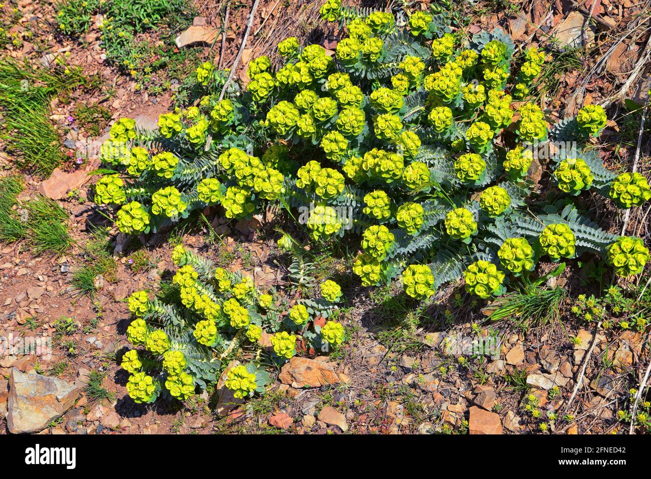 Une éperon de myrte droite, un éperon de Gopher, un éperon de bleu ou un éperon de glaçon à feuilles larges Euphorbia Rigida. Une espèce succulente de plante à fleurs dans la famille Banque D'Images