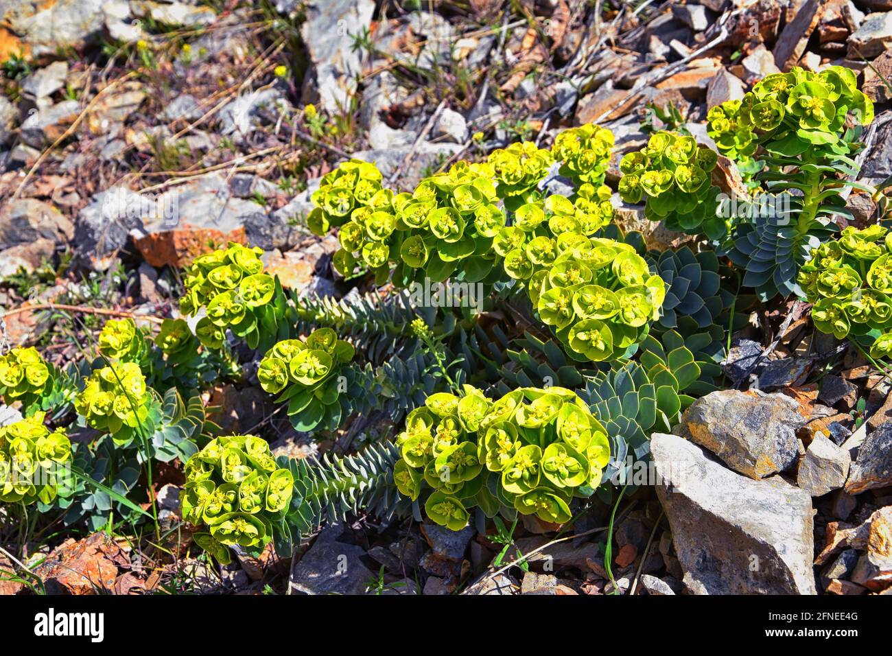 Une éperon de myrte droite, un éperon de Gopher, un éperon de bleu ou un éperon de glaçon à feuilles larges Euphorbia Rigida. Une espèce succulente de plante à fleurs dans la famille Banque D'Images