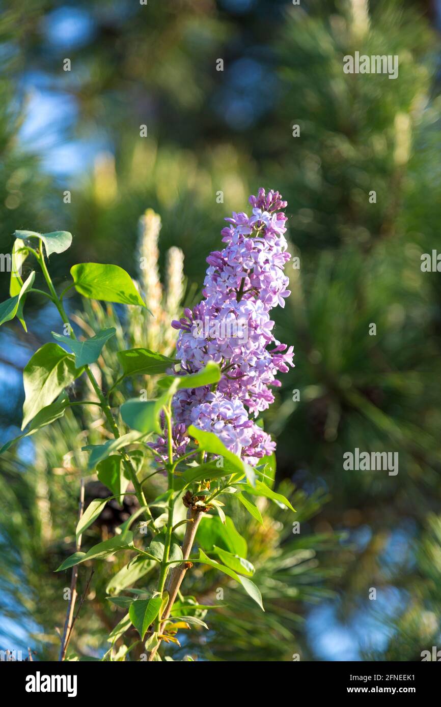 Un bouquet de lilas a fleuri au début du printemps au début mai. Banque D'Images