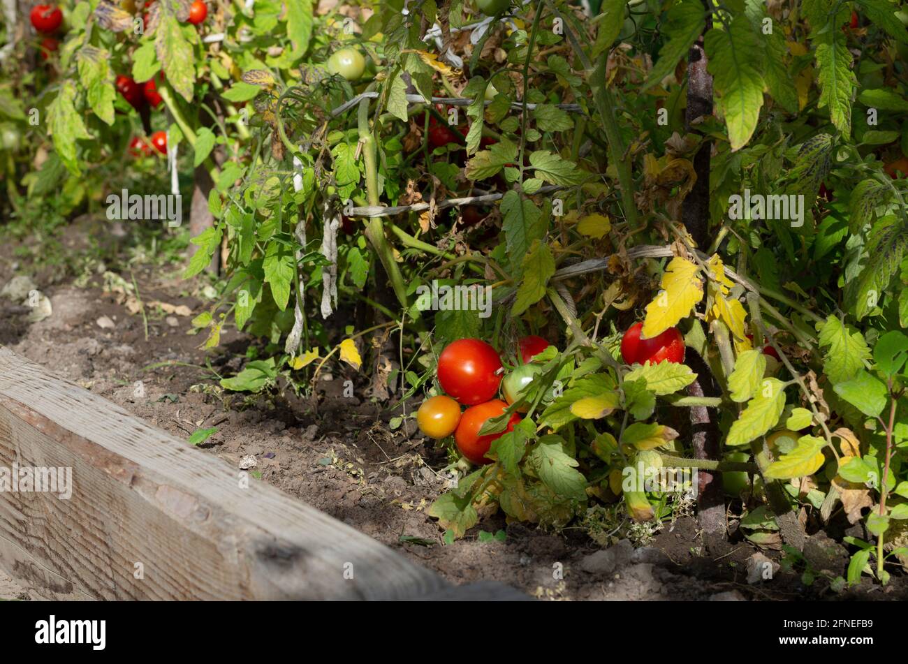 Des buissons de tomates aux fruits rouges sur une branche en gros plan Banque D'Images