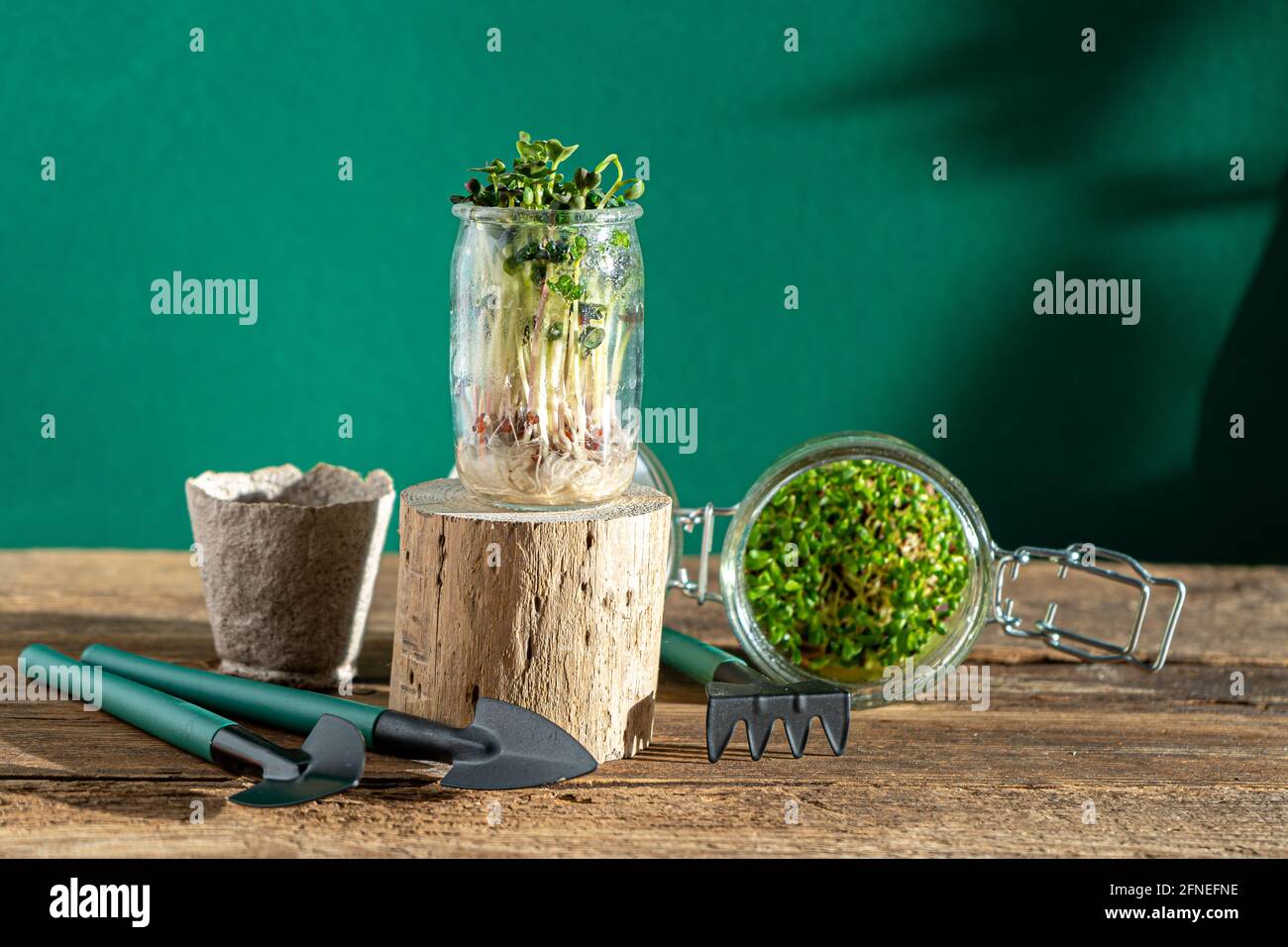 Croissance microverte. Pots en verre avec germes de luzerne, radis, laitue, chou sur un socle en bois. Graines germinantes pour la nourriture écologique végétalienne. Garde à la maison Banque D'Images