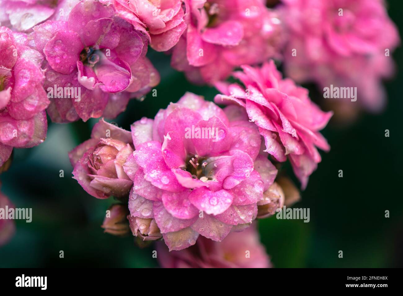 Belle fleur rose de Kalanchoe fleurs avec gouttes d'eau, fond floral Banque D'Images