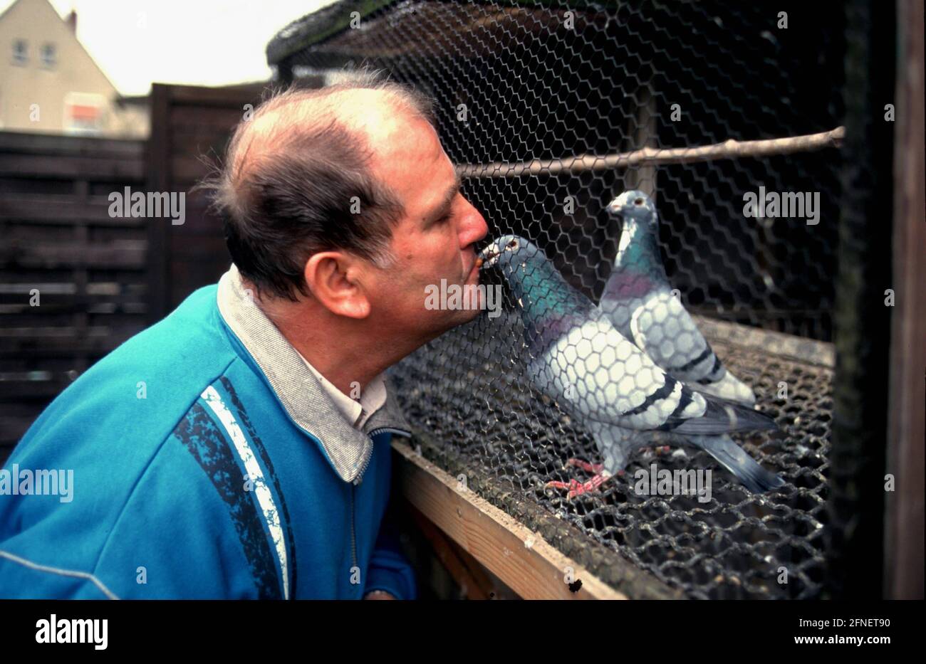 Pigeon Fancier avec ses pigeons dans OER-Erkenschwick.n [traduction automatique] Banque D'Images