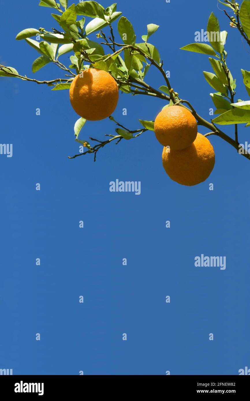 Oranges suspendues dans un arbre à ciel bleu. Image verticale. Copier l'espace Banque D'Images