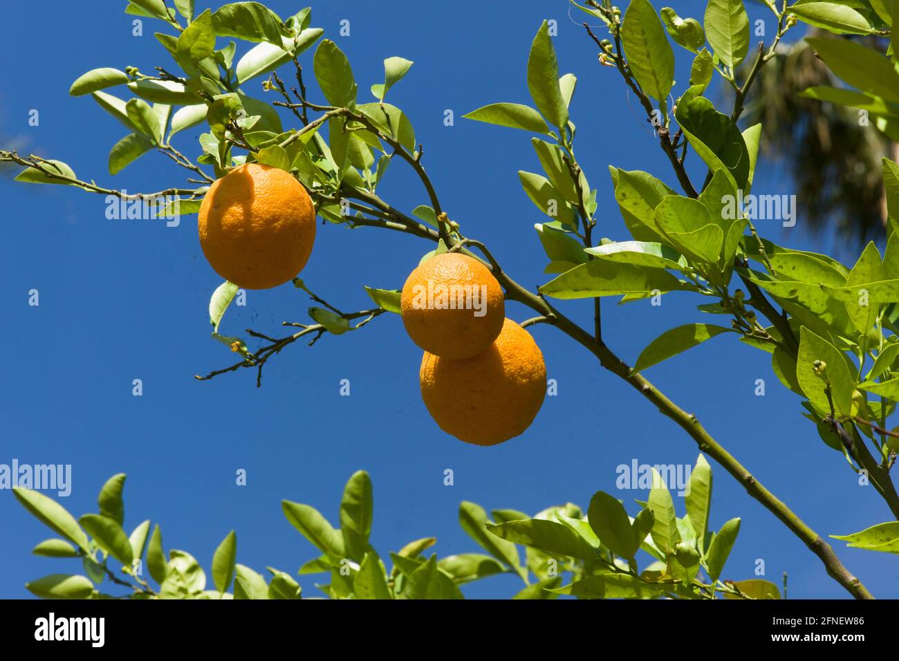 Oranges suspendues dans un arbre à ciel bleu. Image verticale. Copier l'espace Banque D'Images