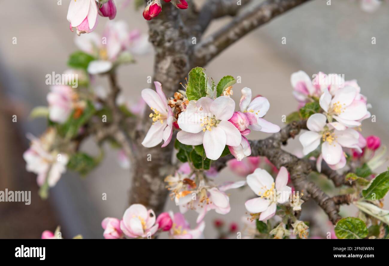 Fleur de pomme sur « James Grieve » Banque D'Images