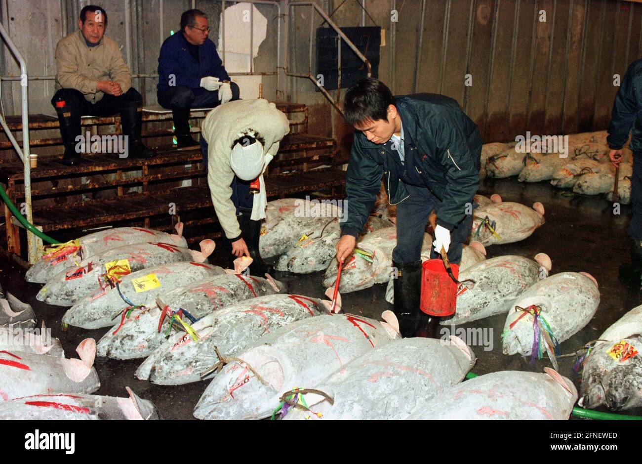 Thon aux enchères sur le marché du poisson dans le district de Tsukiji à Tokyo. [traduction automatique] Banque D'Images