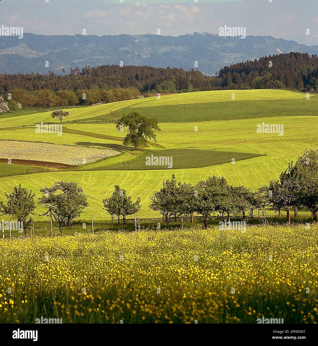 Paysage typique dans l'arrière-pays du lac de Constance près de Lindau au printemps. [traduction automatique] Banque D'Images