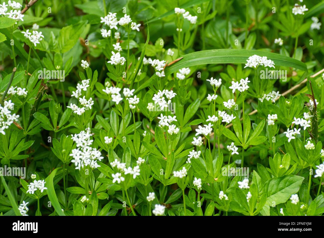 Galium odoratum, doux Woodruff, fleurs sauvages blanches en mai ou au printemps, Angleterre, Royaume-Uni Banque D'Images