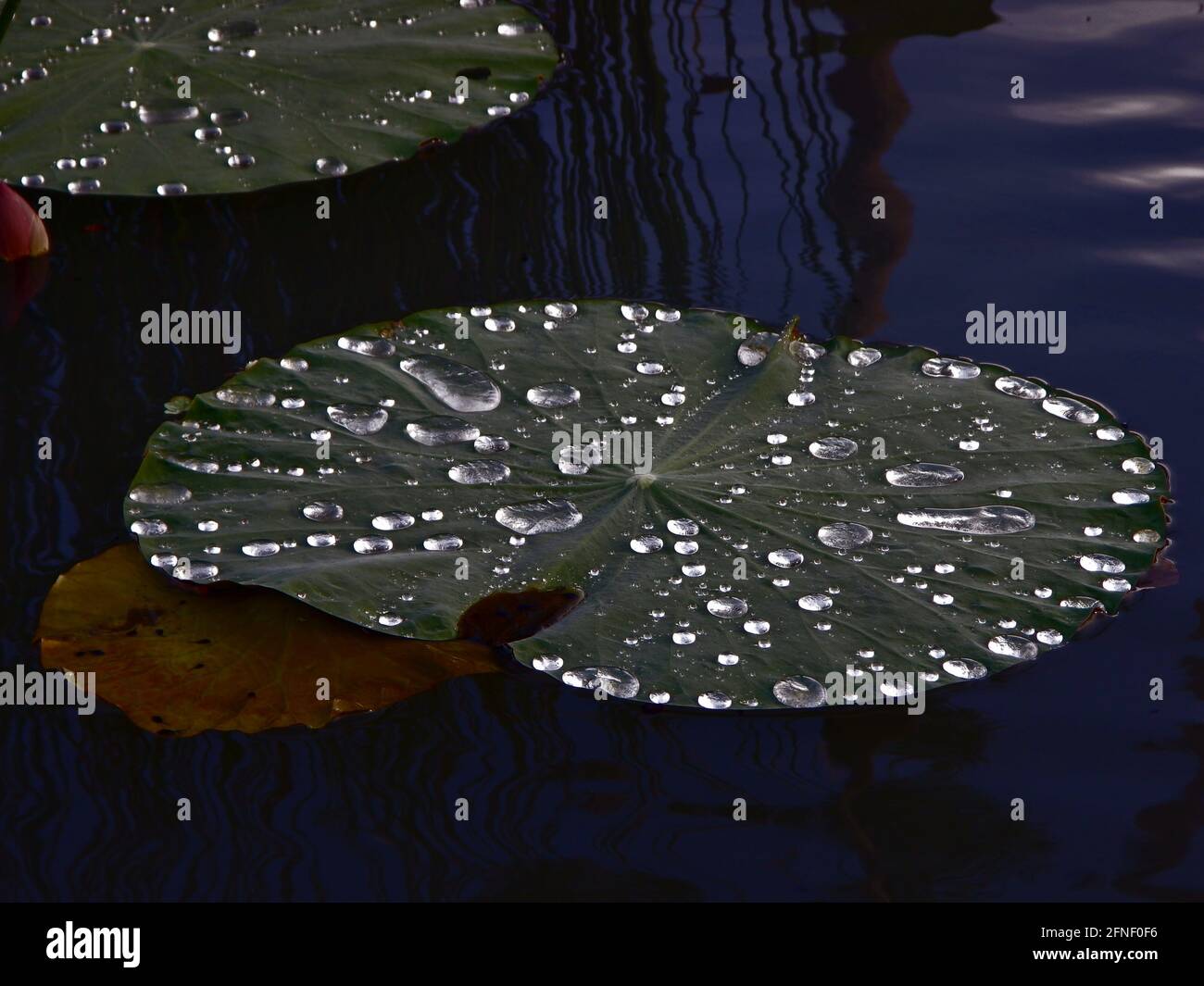 Lilly pad recouvert de gouttelettes d'eau aux ruines, Bacolod, Philippines Banque D'Images