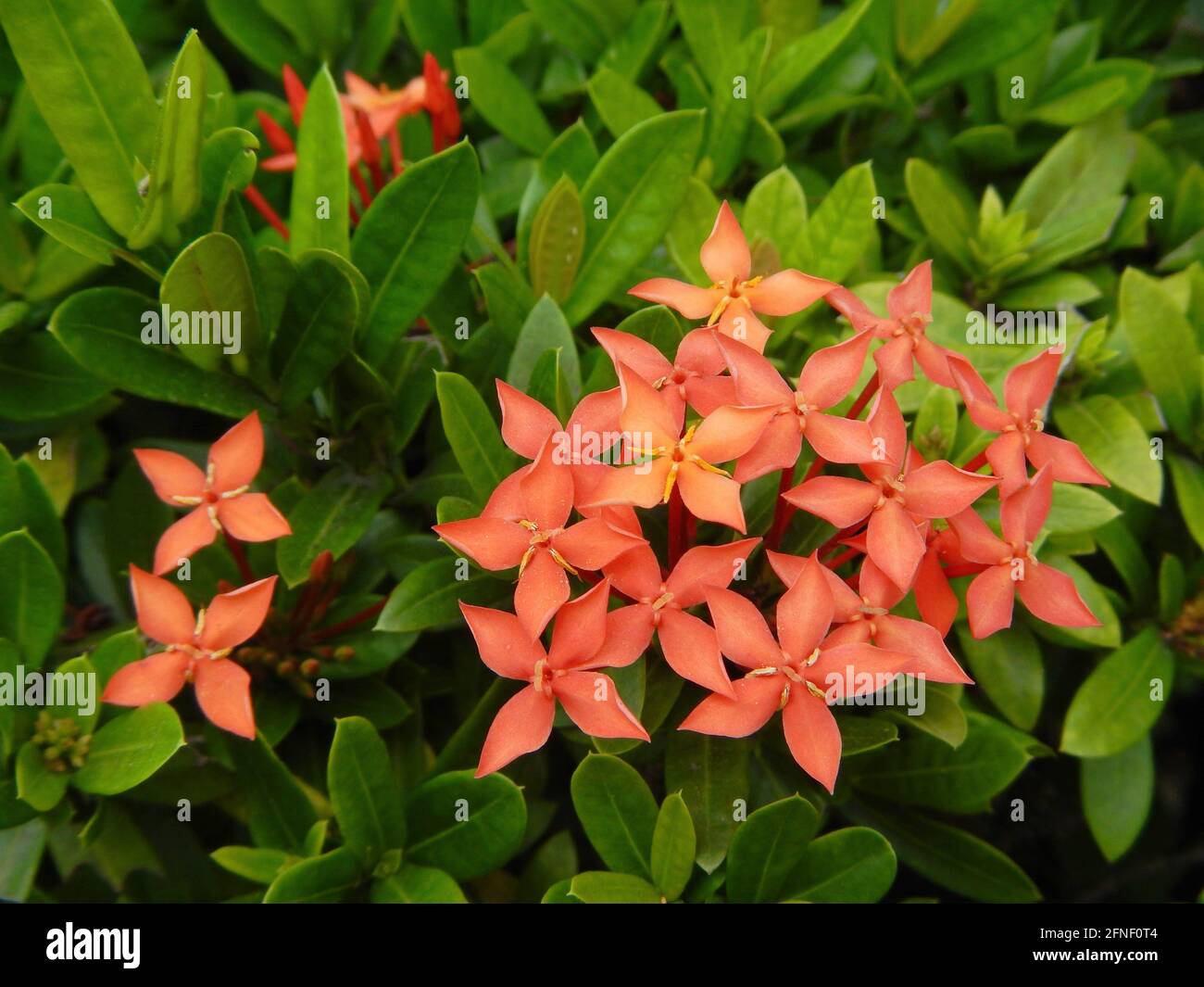 Fleurs exotiques rouges orange à Bacolod, Philippines Banque D'Images