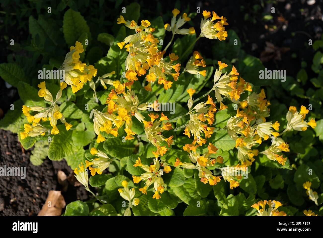 Primula veris L. fleurs jaunes d'onagre commune, famille: Primulaceae, région: Europe et Asie occidentale Banque D'Images
