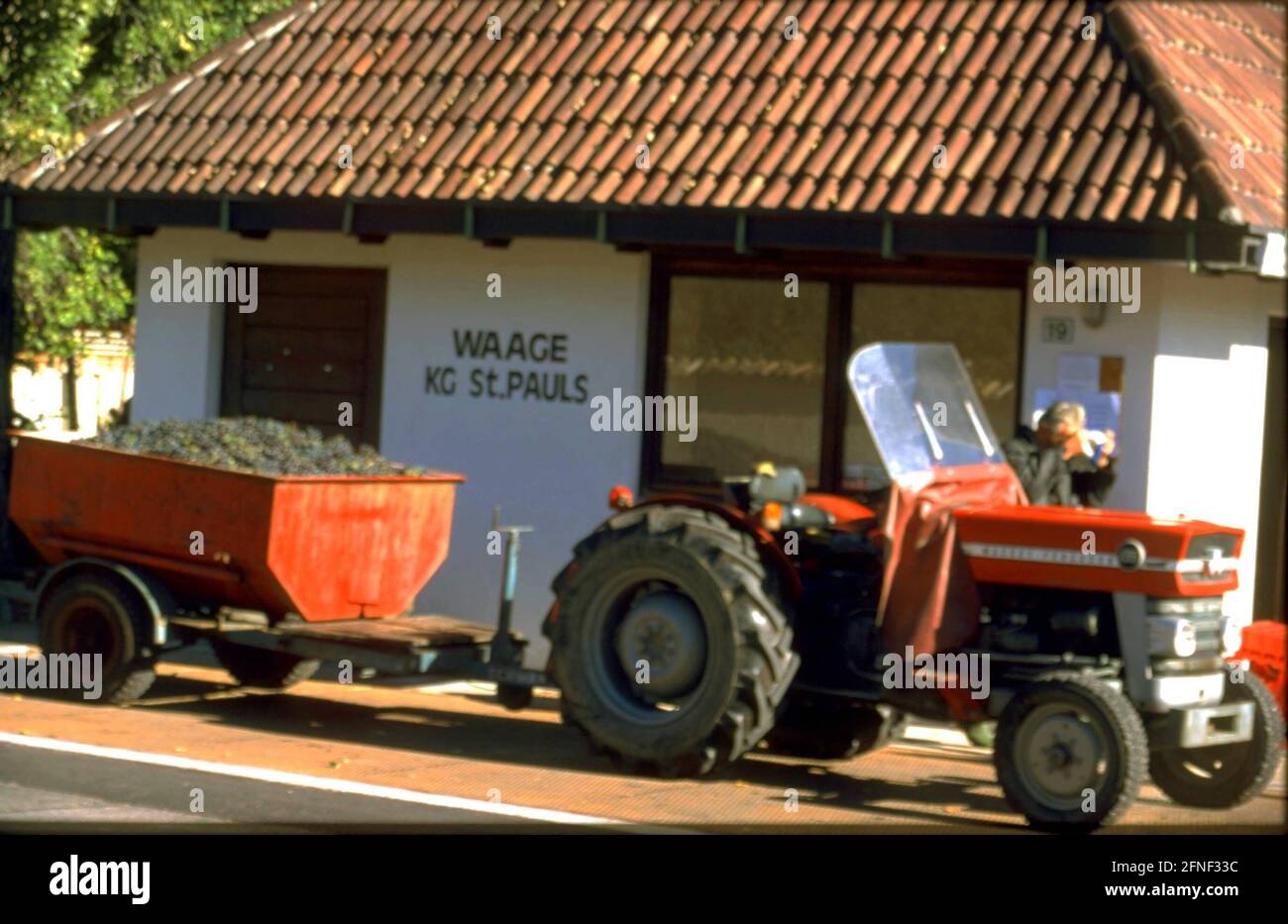 Tracteur avec une remorque pleine de raisins au pont-bascule de St. Pauls-Eppan. [traduction automatique] Banque D'Images