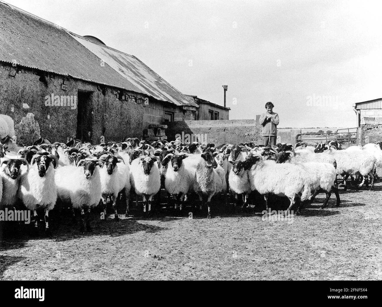 Un fermier irlandais avec son troupeau de moutons dans sa ferme près de l'abbaye de Ross. [traduction automatique] Banque D'Images
