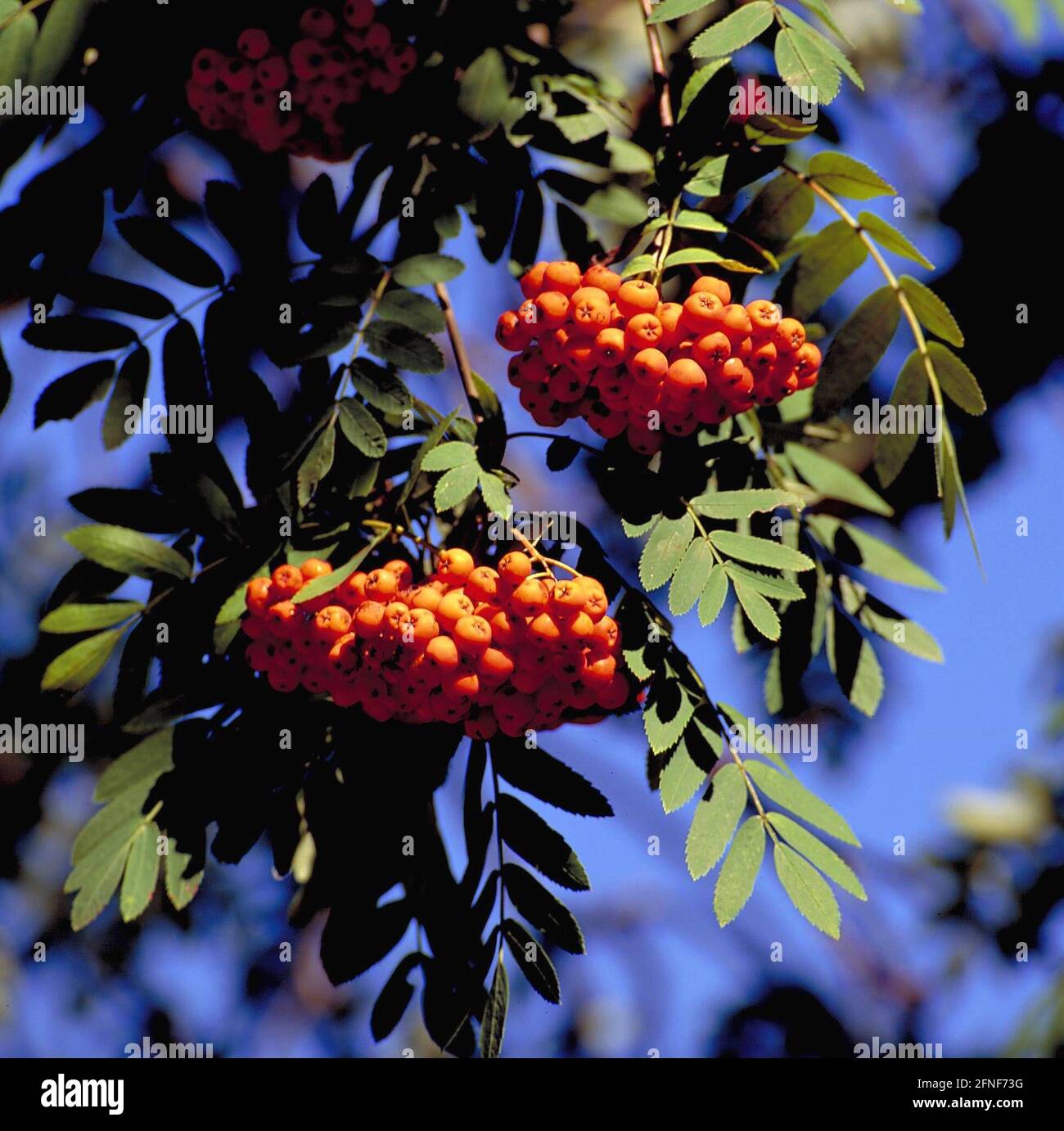 Le rowan (Sorbus aucuparia L), est devenu arbre de l'année 1997. En tant qu'espèce d'arbre très robuste, elle colonise presque tous les types de forêt et de sol. La photo montre les fruits rouges. [traduction automatique] Banque D'Images