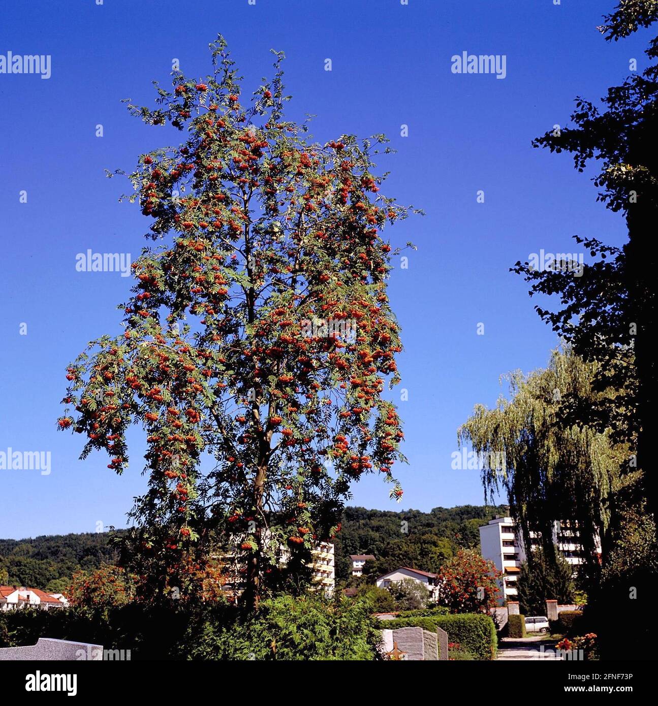 Le rowan (Sorbus aucuparia L), est devenu arbre de l'année 1997. En tant qu'espèce d'arbre très robuste, elle colonise presque tous les types de forêt et de sol. [traduction automatique] Banque D'Images