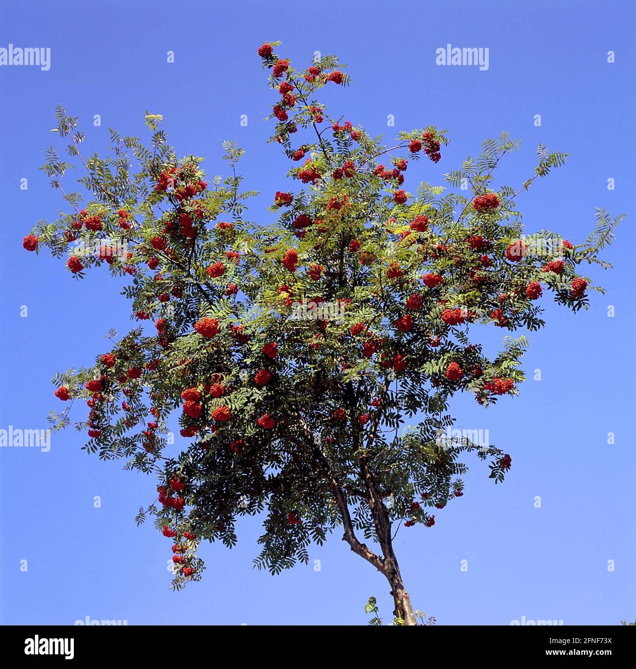 Le rowan (Sorbus aucuparia L), arbre de l'année 1997, est une espèce d'arbre très robuste et colonise presque tous les types de forêt et de sol. [traduction automatique] Banque D'Images